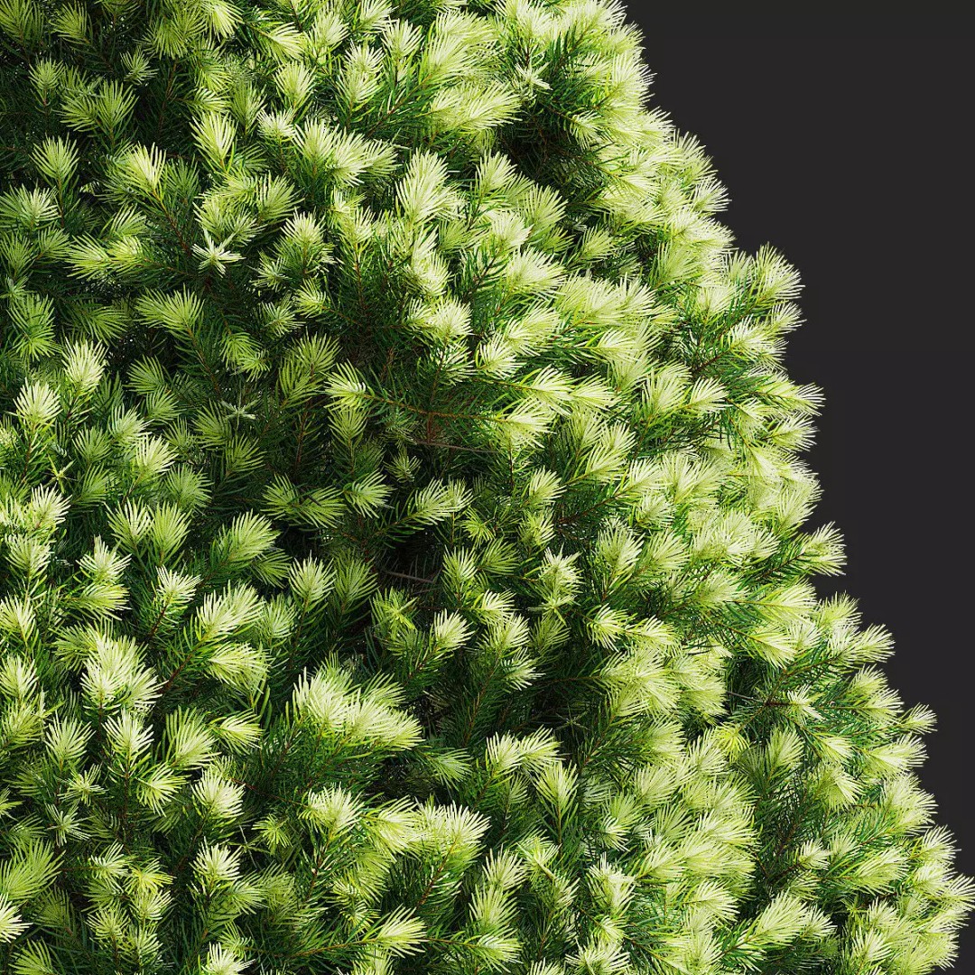 Picea Glauca Daisys White Trees 3D Model – High Poly Game Asset, FBX, OBJ - View 4
