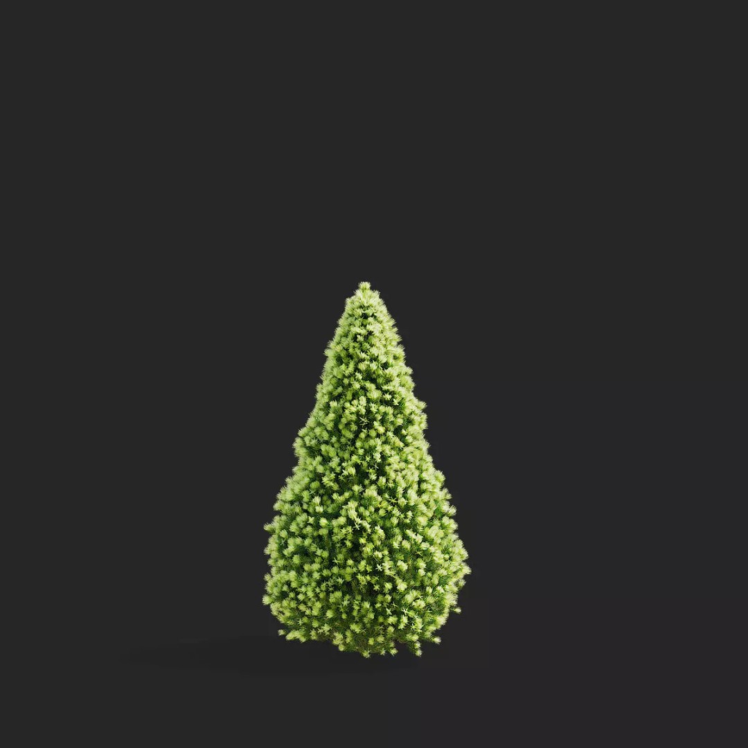 Picea Glauca Daisys White Trees 3D Model – High Poly Game Asset, FBX, OBJ - View 9