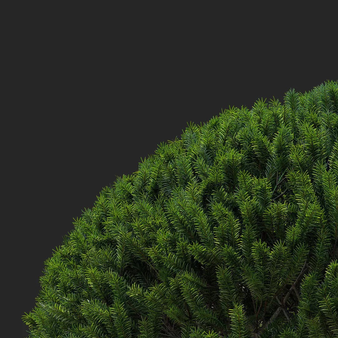 Taxus Multistem 2 Bushes 3D Model – PBR Game-Ready Asset, FBX & OBJ