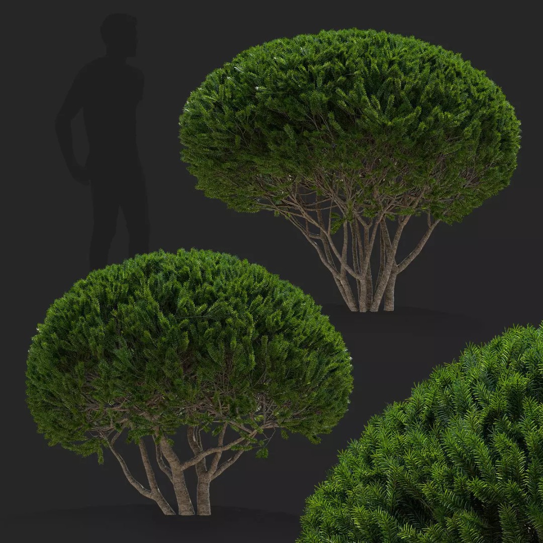 Taxus Multistem 2 Bushes 3D Model – PBR Game-Ready Asset, FBX & OBJ - View 2