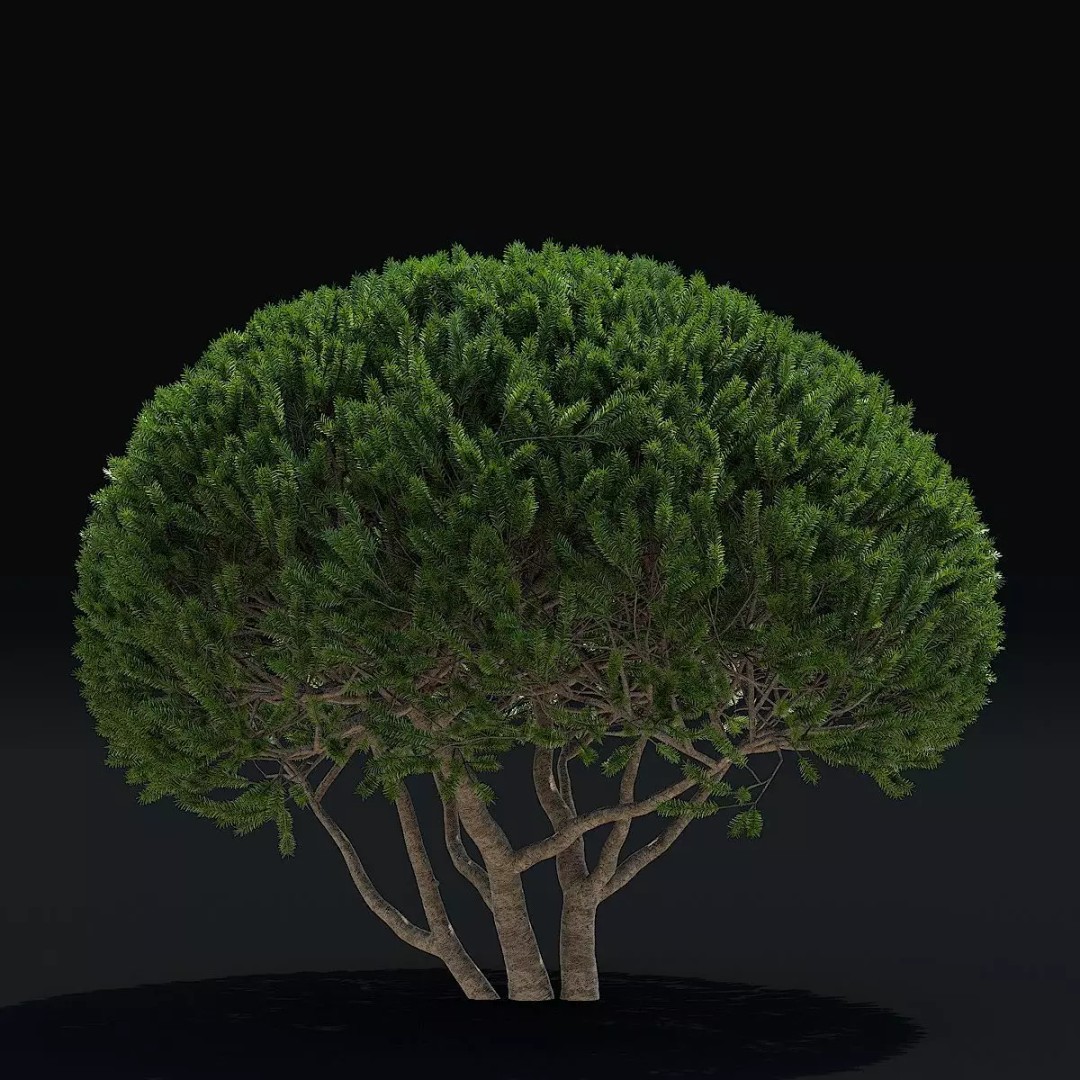 Taxus Multistem 2 Bushes 3D Model – PBR Game-Ready Asset, FBX & OBJ - View 3