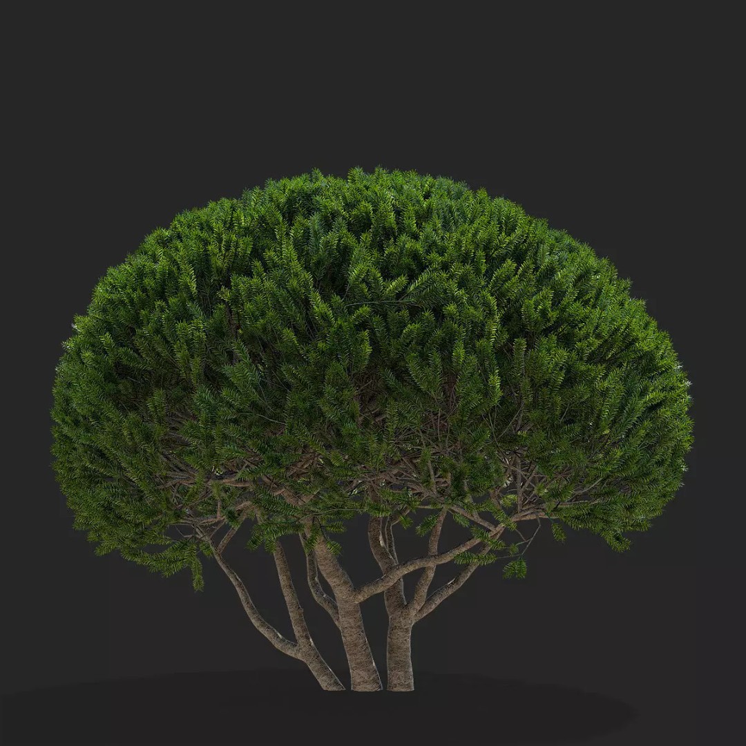 Taxus Multistem 2 Bushes 3D Model – PBR Game-Ready Asset, FBX & OBJ - View 4