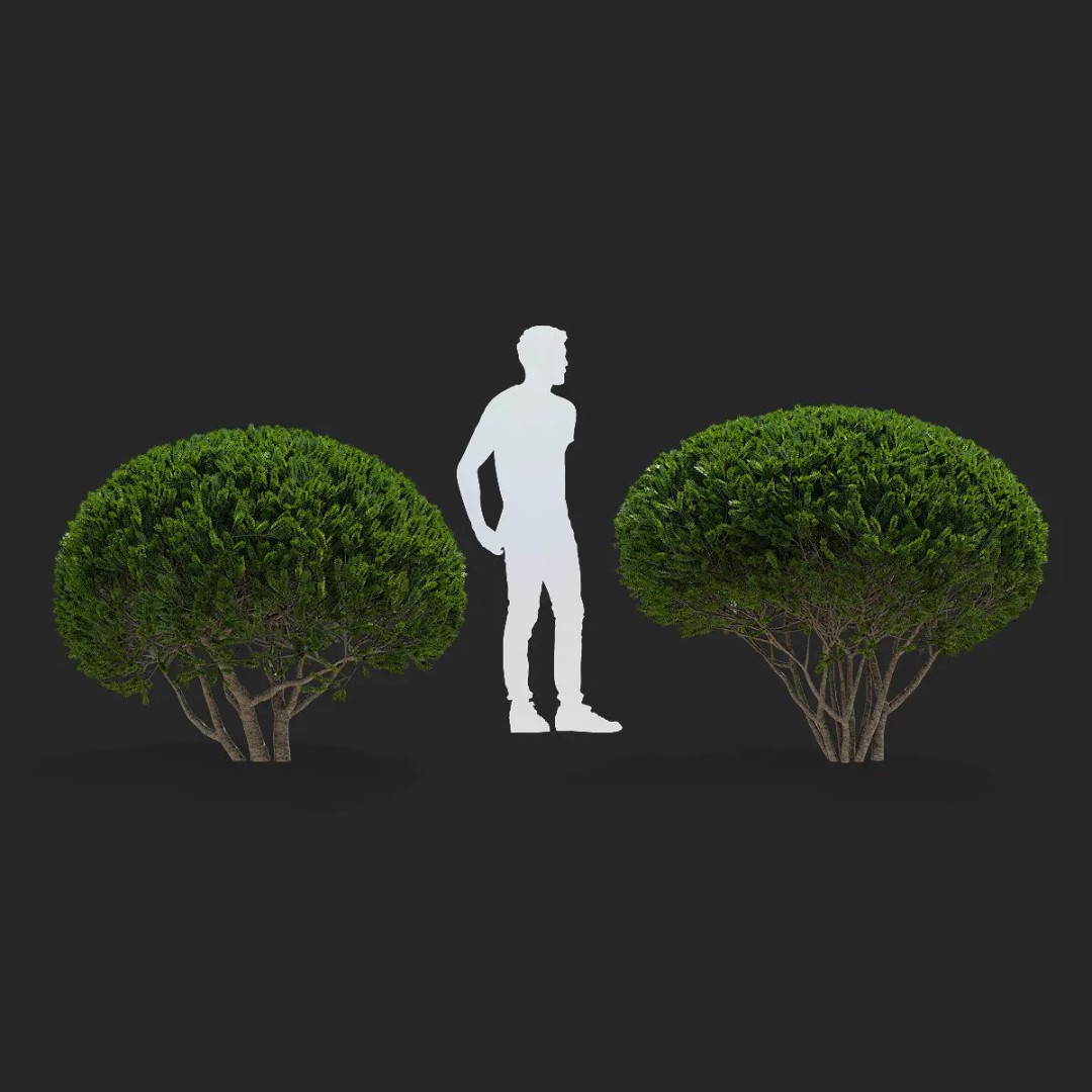 Taxus Multistem 2 Bushes 3D Model – PBR Game-Ready Asset, FBX & OBJ - View 5