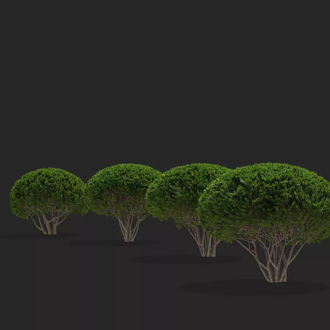 Taxus Multistem 2 Bushes 3D Model – PBR Game-Ready Asset, FBX & OBJ - View 7
