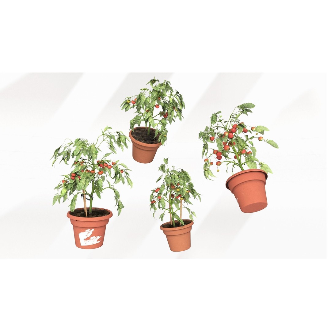 Tomato Plant 3D Model – Garden Toolkit with PBR Textures, OBJ & MAX - View 8