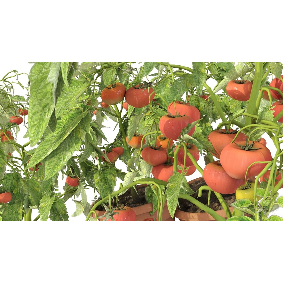 Tomato Plant 3D Model – Garden Toolkit with PBR Textures, OBJ & MAX - View 9