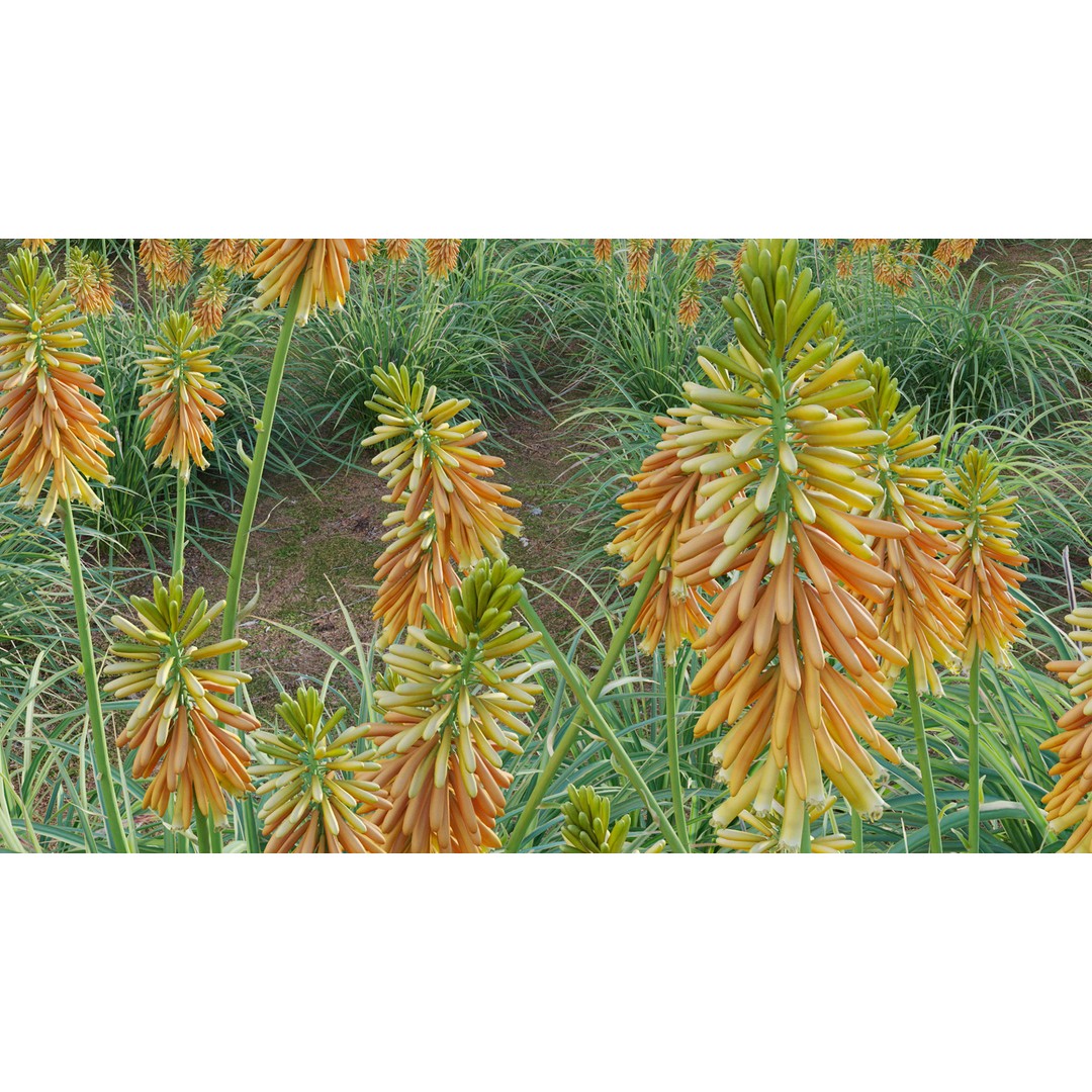 Kniphofia Triangularis 3D Model – PBR Plant Asset, FBX Format