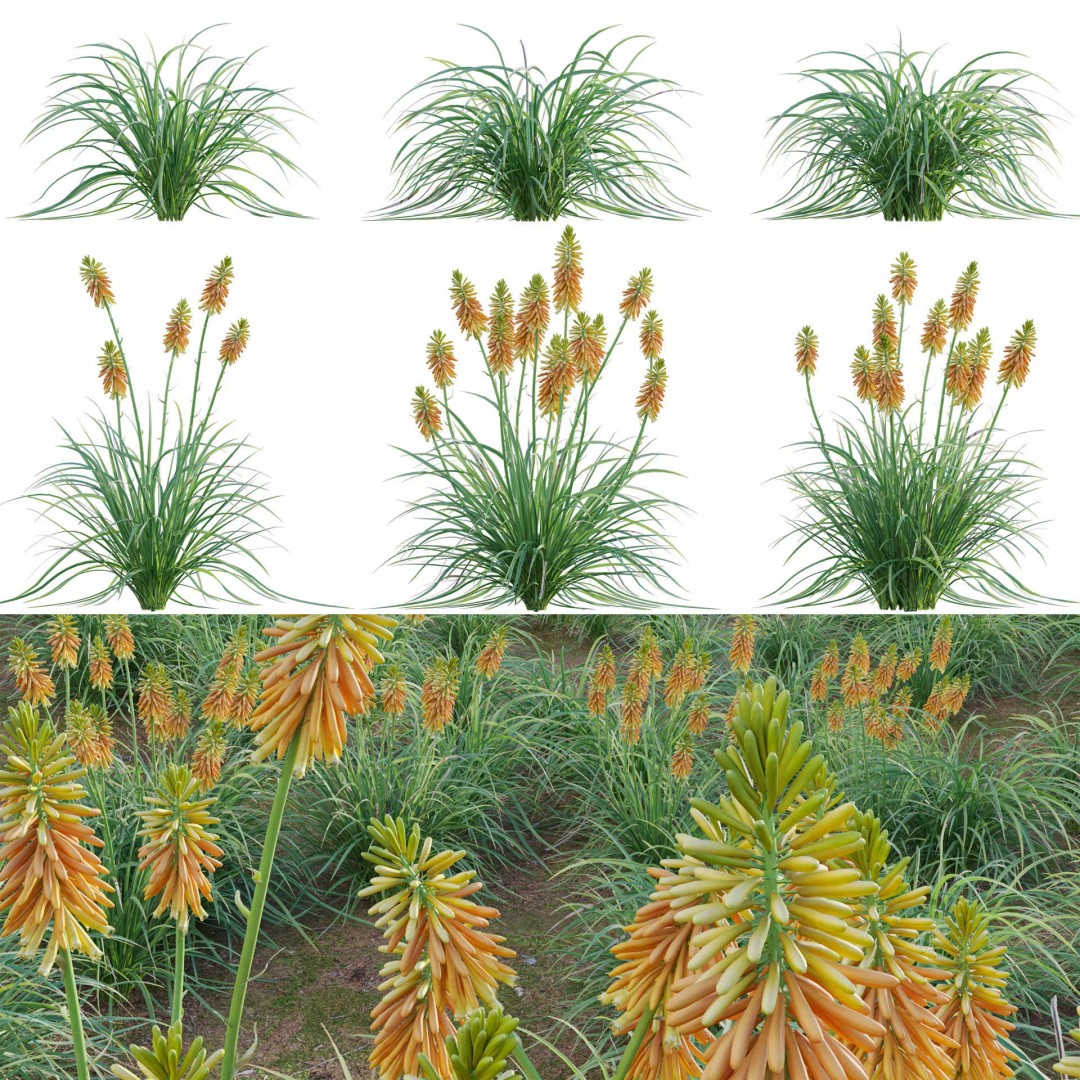 Kniphofia Triangularis 3D Model – PBR Plant Asset, FBX Format - View 2