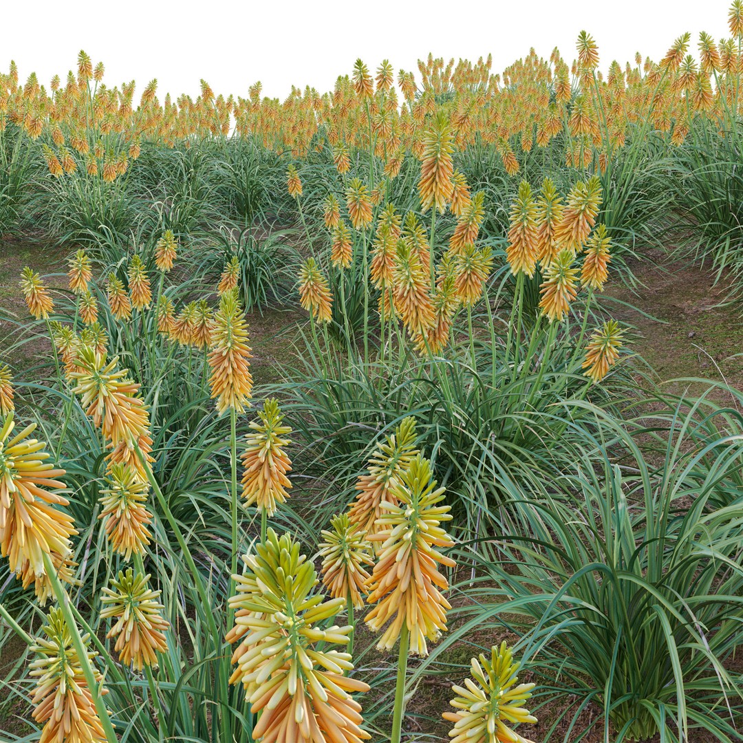 Kniphofia Triangularis 3D Model – PBR Plant Asset, FBX Format - View 3