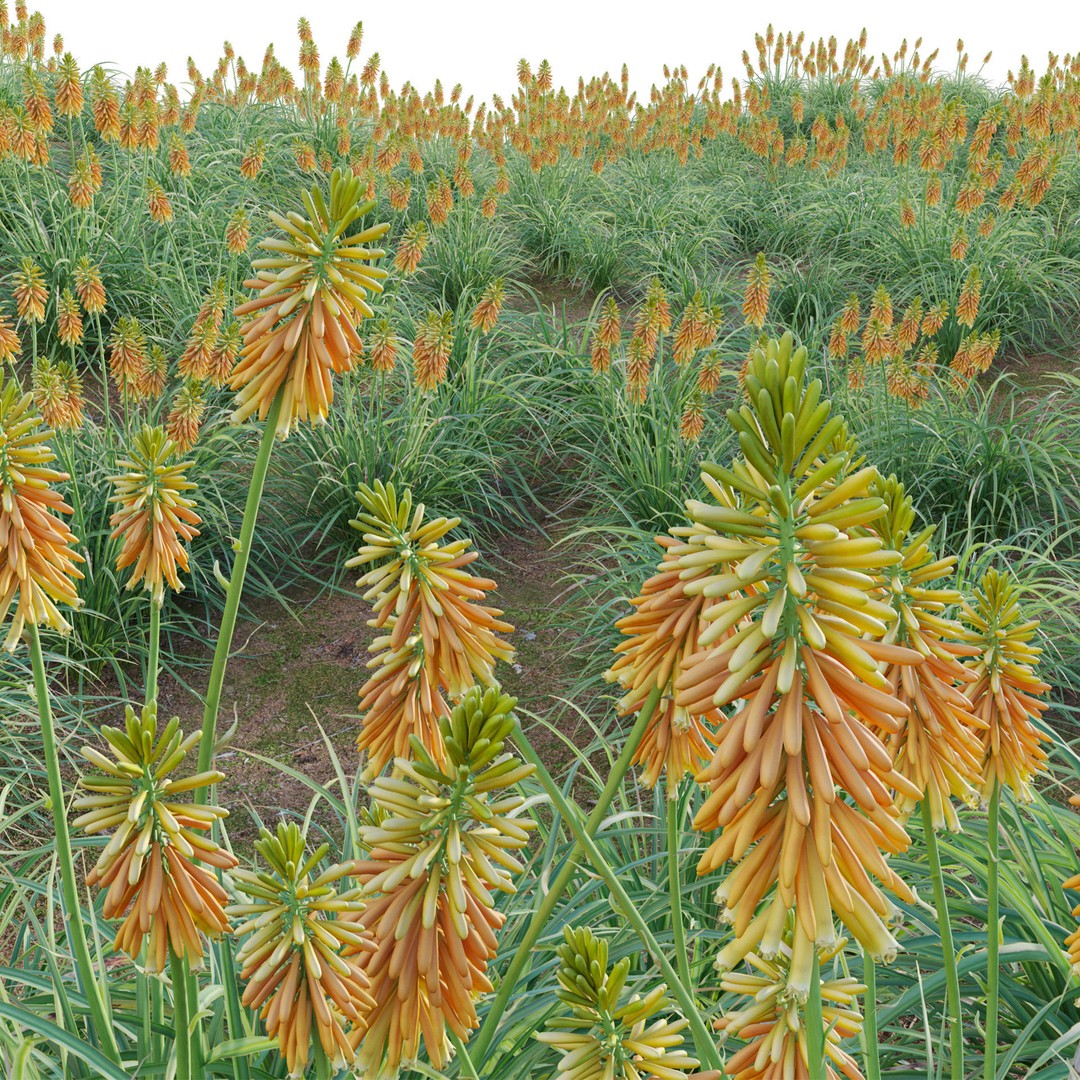 Kniphofia Triangularis 3D Model – PBR Plant Asset, FBX Format - View 4