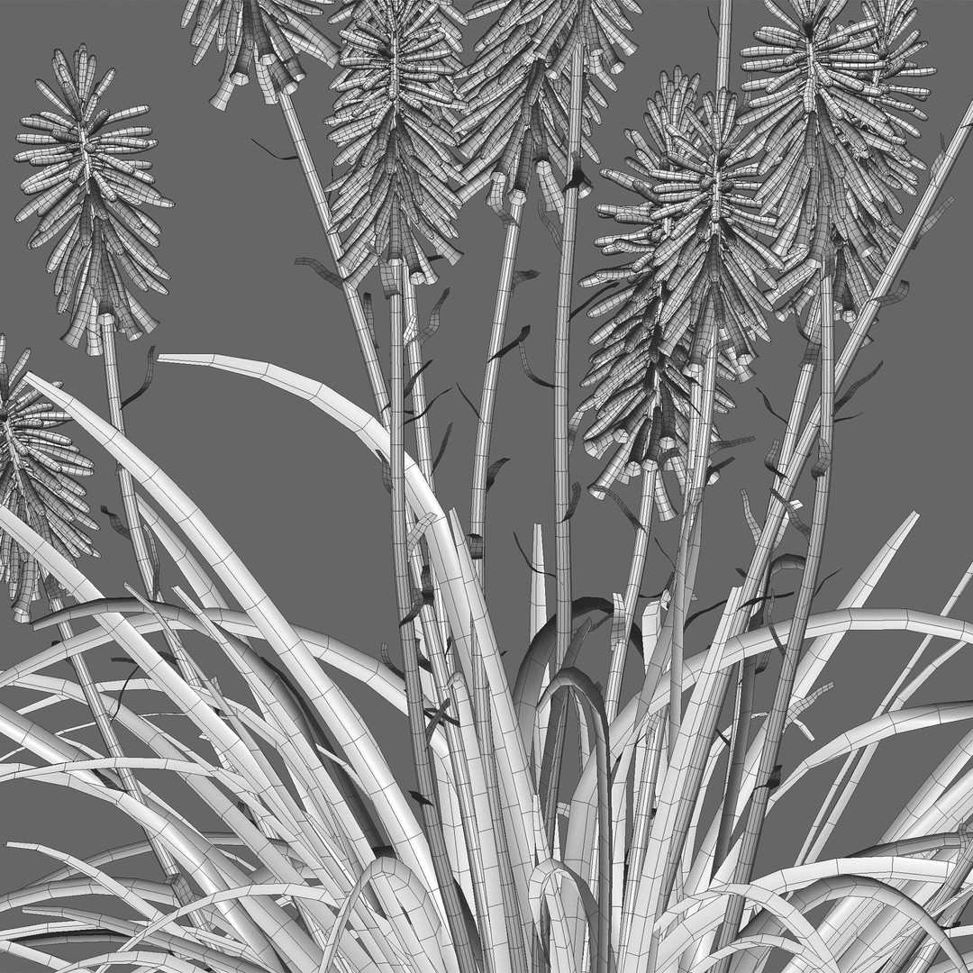 Kniphofia Triangularis 3D Model – PBR Plant Asset, FBX Format - View 5