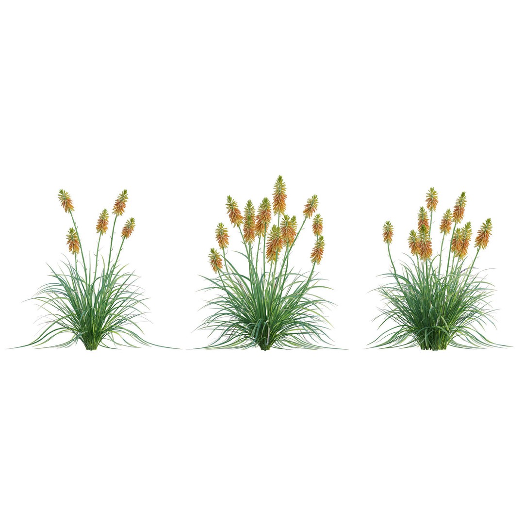 Kniphofia Triangularis 3D Model – PBR Plant Asset, FBX Format - View 6