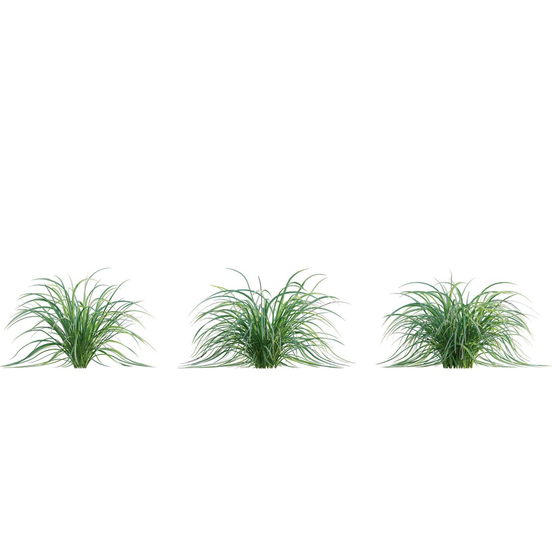Kniphofia Triangularis 3D Model – PBR Plant Asset, FBX Format - View 7