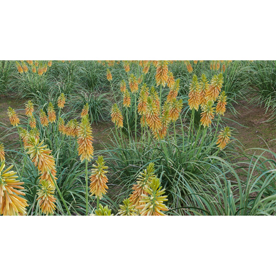Kniphofia Triangularis 3D Model – PBR Plant Asset, FBX Format - View 8