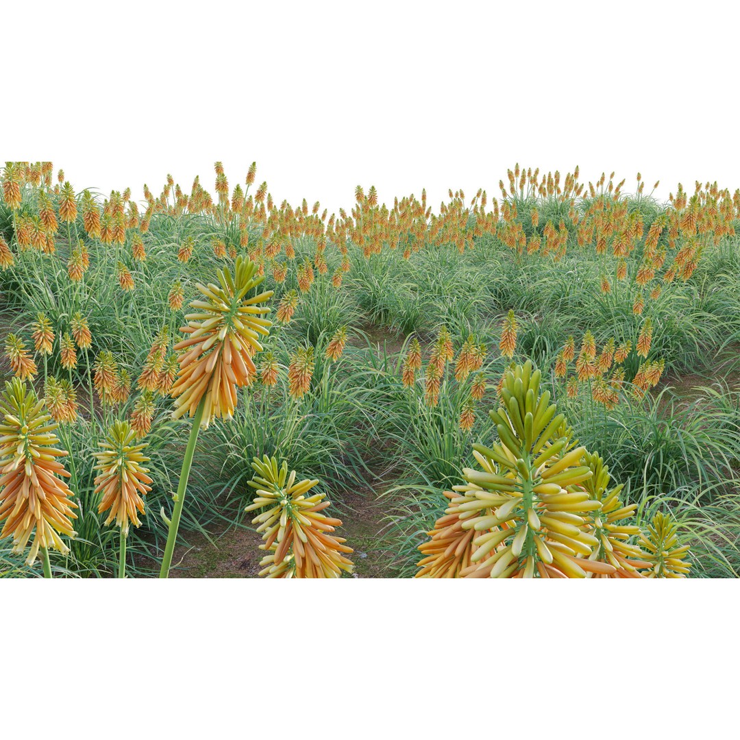 Kniphofia Triangularis 3D Model – PBR Plant Asset, FBX Format - View 9