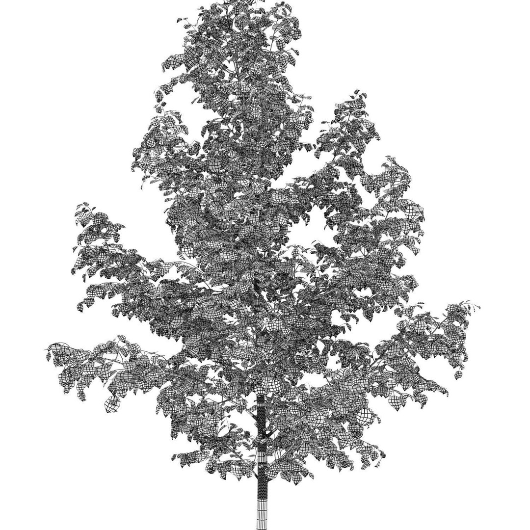 Tilia 3D Model – Animated Linden Tree with PBR Textures, FBX