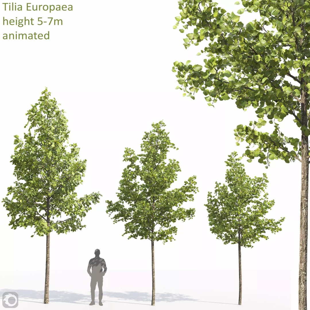 Tilia 3D Model – Animated Linden Tree with PBR Textures, FBX - View 2