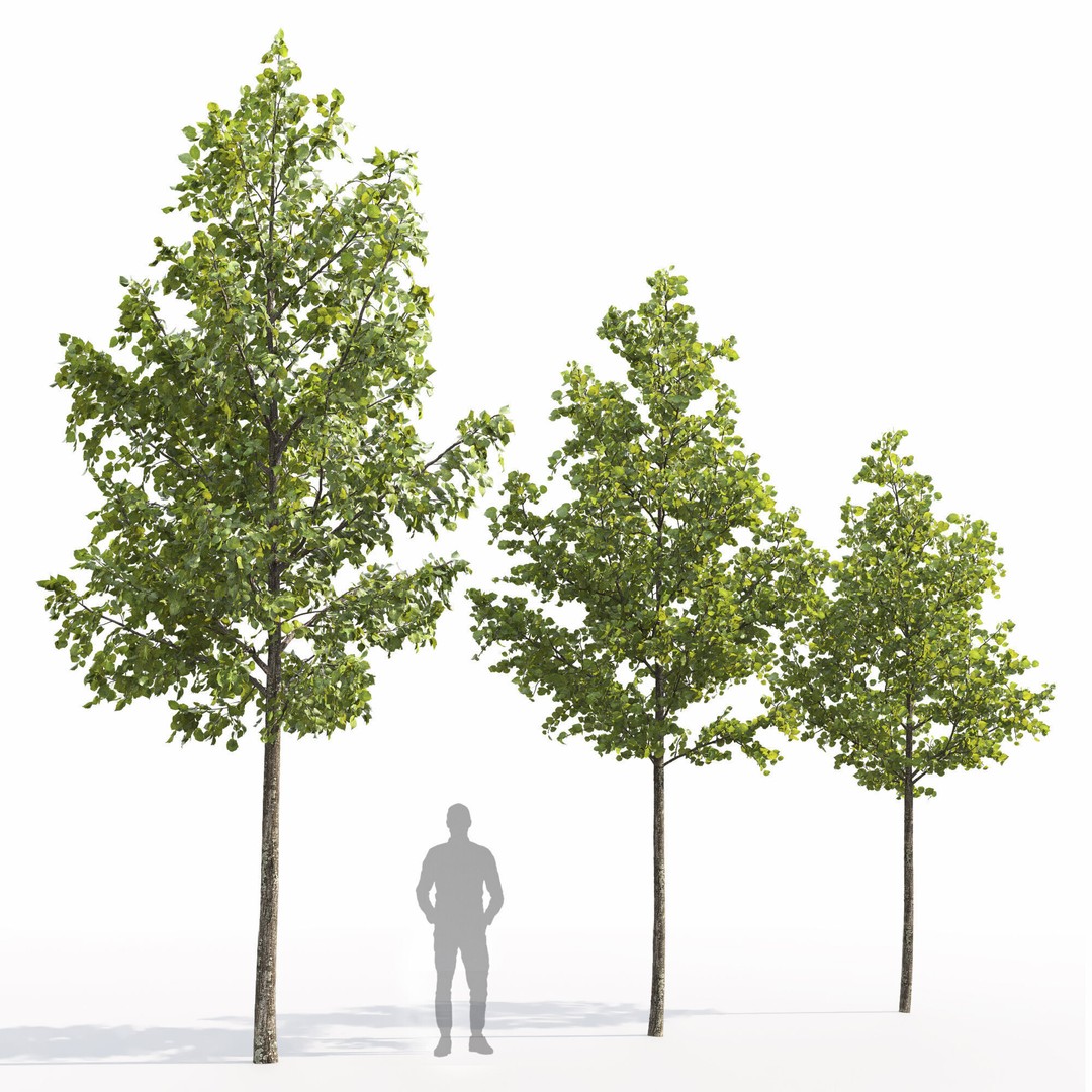 Tilia 3D Model – Animated Linden Tree with PBR Textures, FBX - View 3