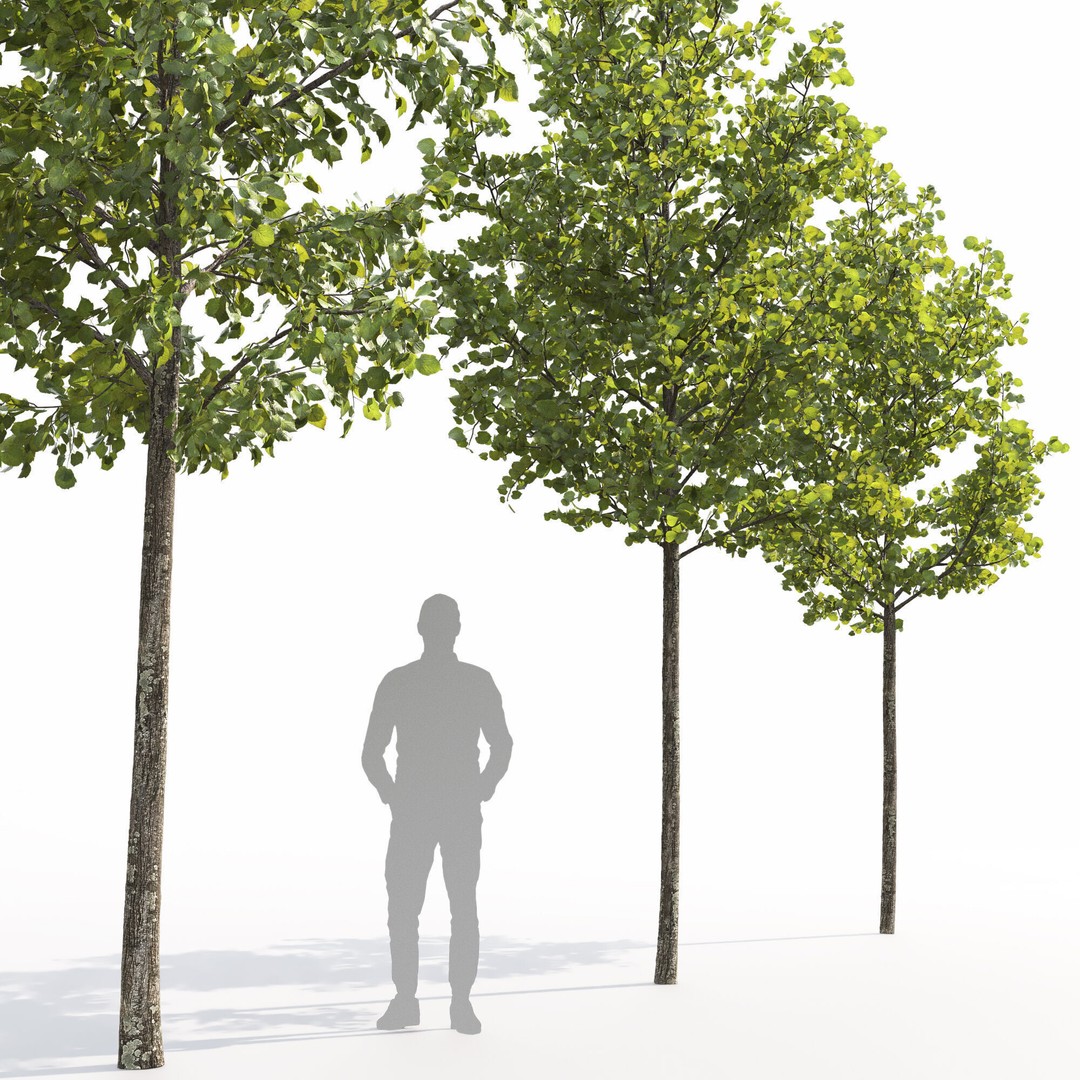 Tilia 3D Model – Animated Linden Tree with PBR Textures, FBX - View 4