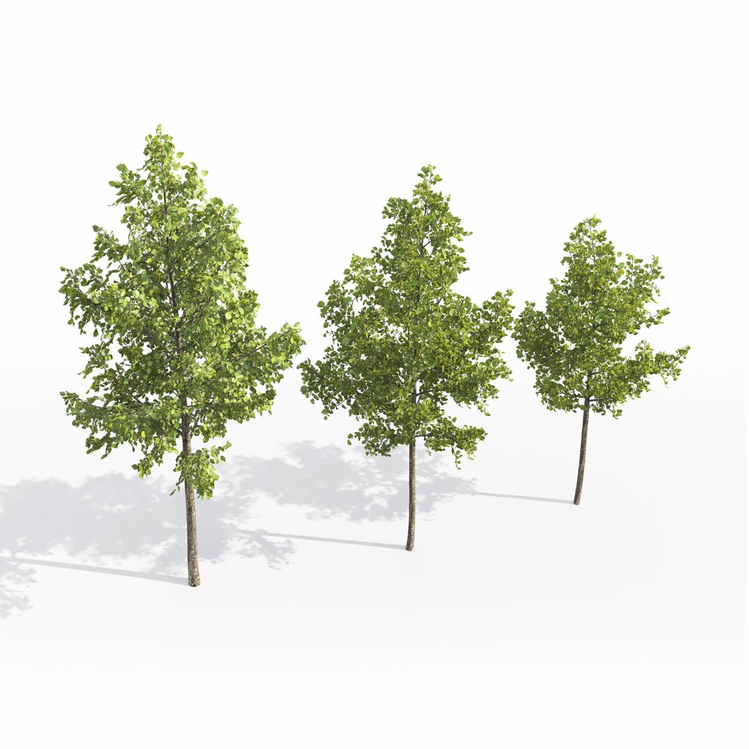 Tilia 3D Model – Animated Linden Tree with PBR Textures, FBX - View 5
