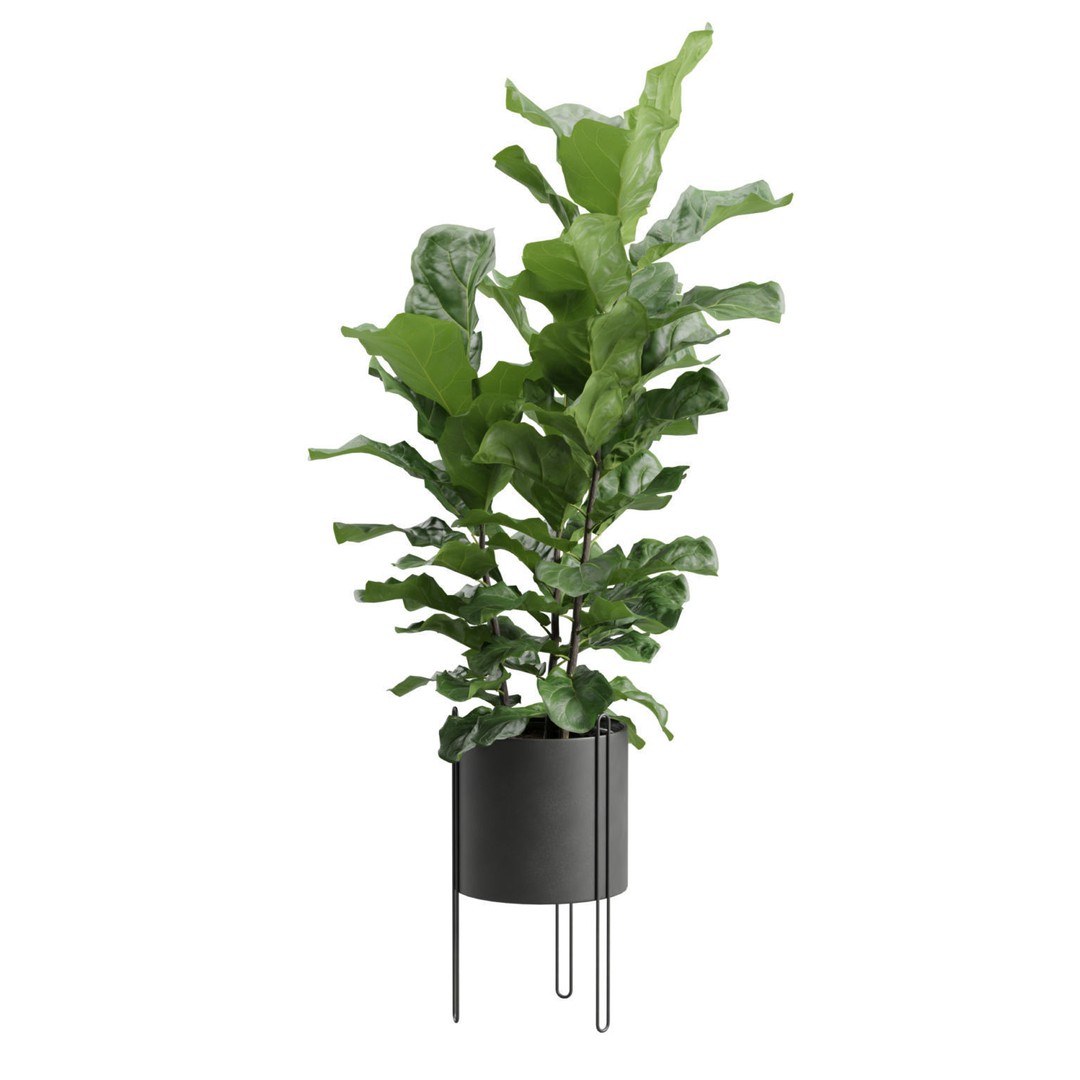 Ficus Lyrata 3D Model – Realistic Plant in Dark Metal Planter, FBX