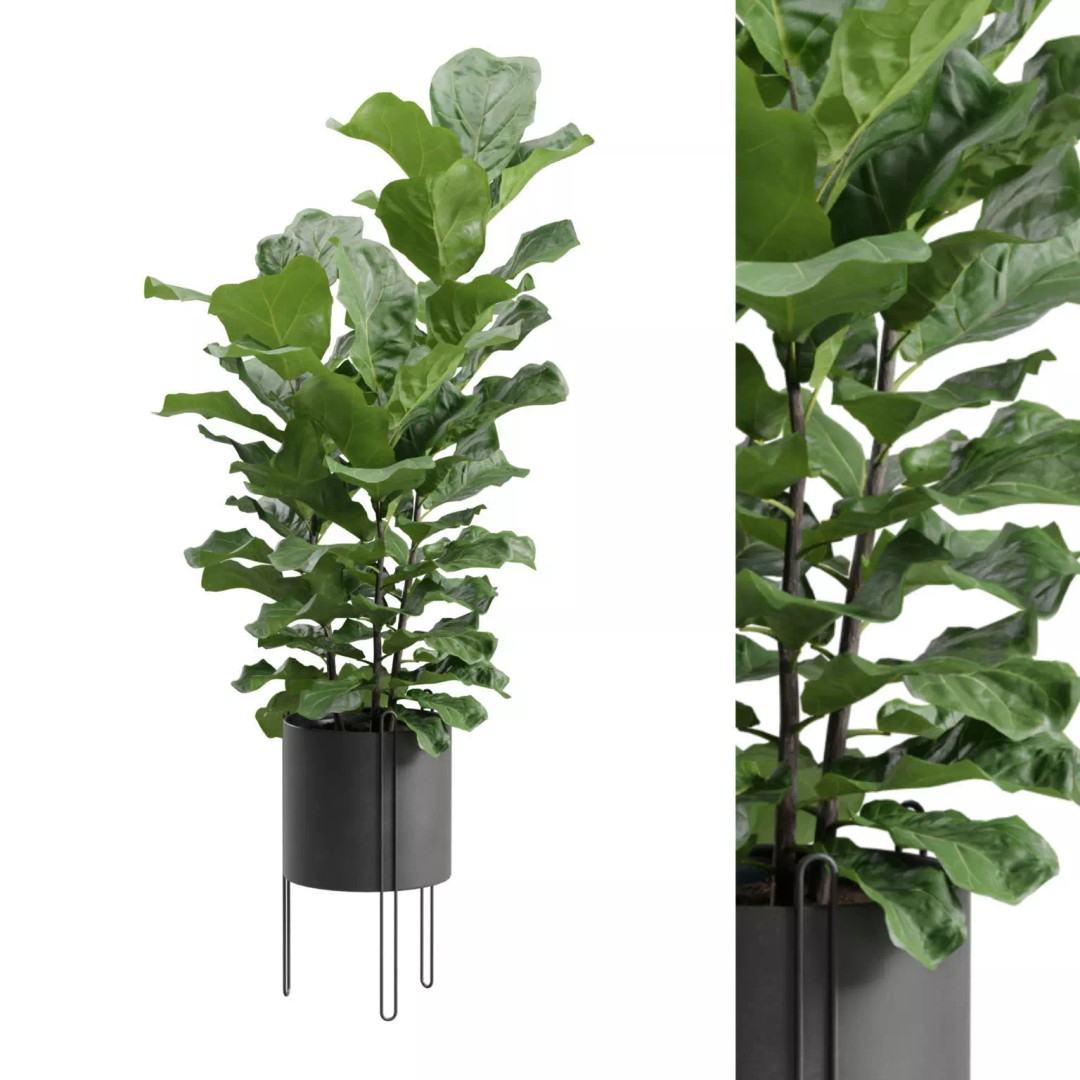 Ficus Lyrata 3D Model – Realistic Plant in Dark Metal Planter, FBX - View 2