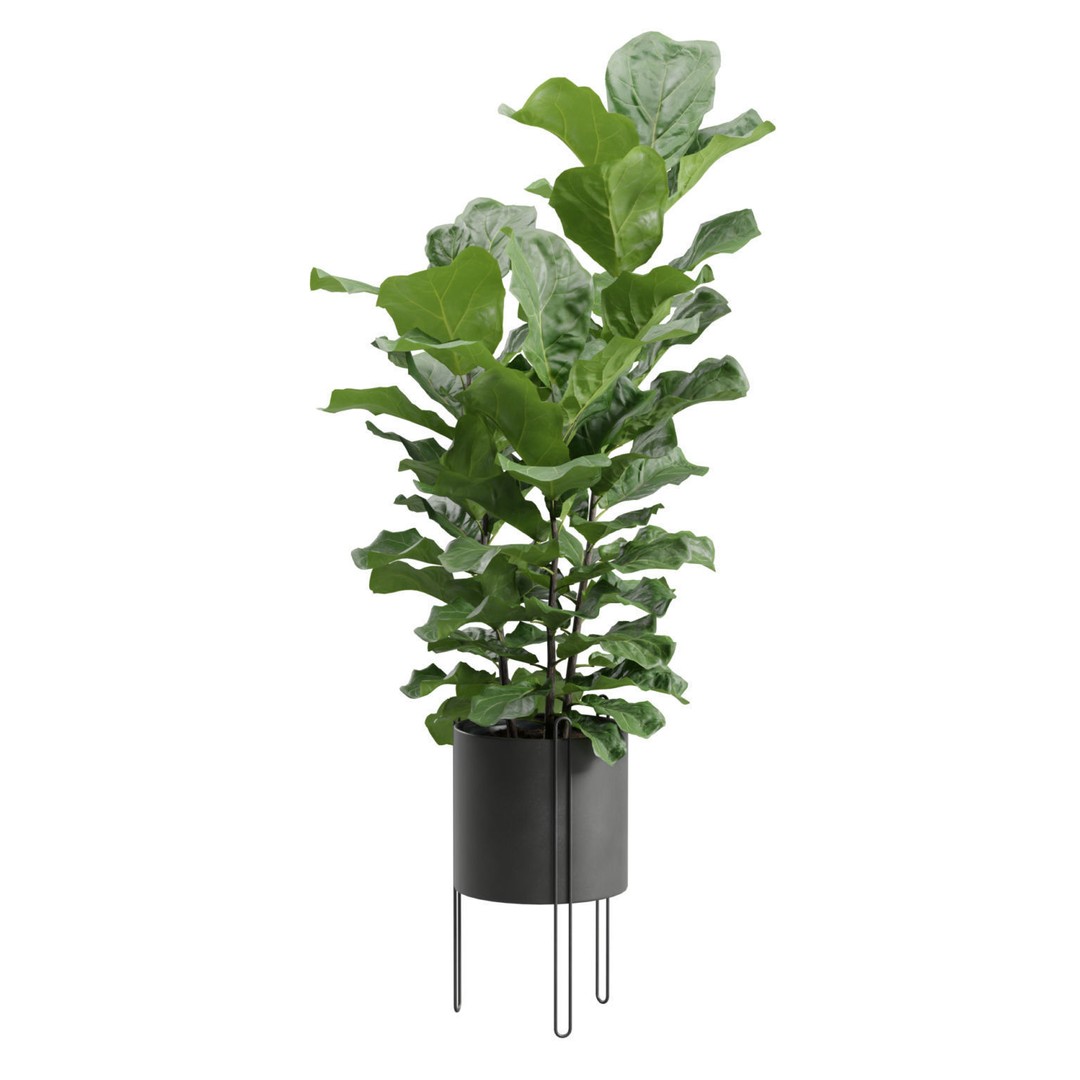 Ficus Lyrata 3D Model – Realistic Plant in Dark Metal Planter, FBX - View 3