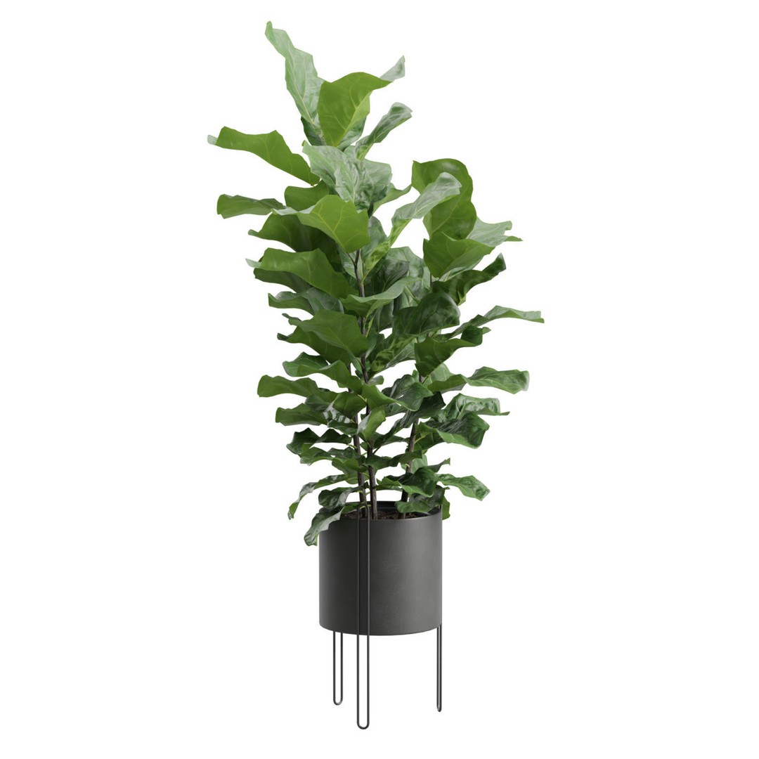 Ficus Lyrata 3D Model – Realistic Plant in Dark Metal Planter, FBX - View 5