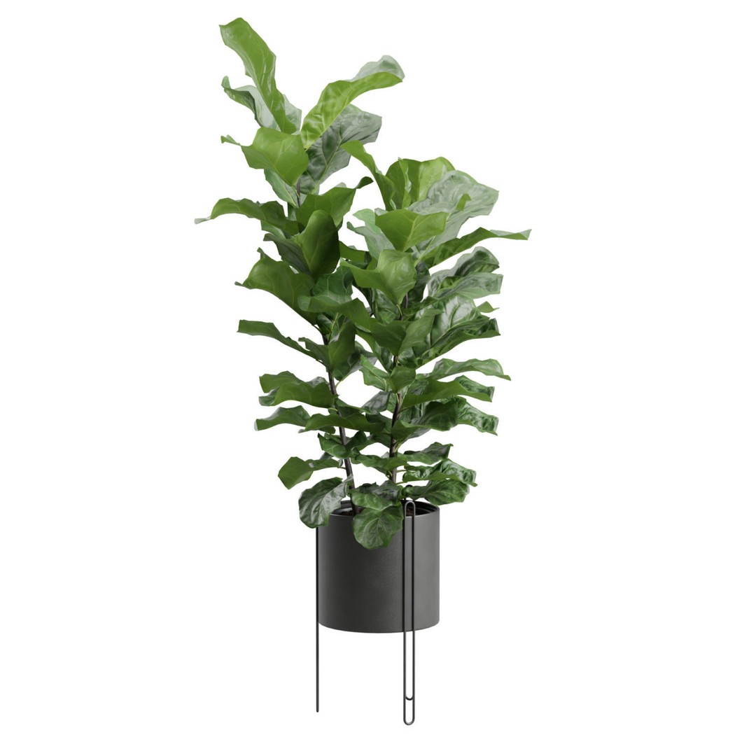 Ficus Lyrata 3D Model – Realistic Plant in Dark Metal Planter, FBX - View 6