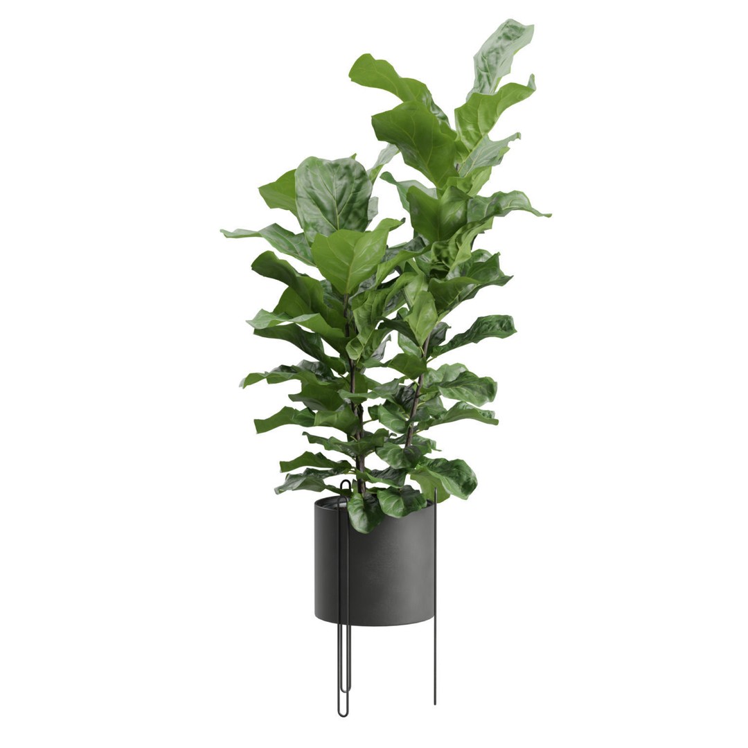 Ficus Lyrata 3D Model – Realistic Plant in Dark Metal Planter, FBX - View 7