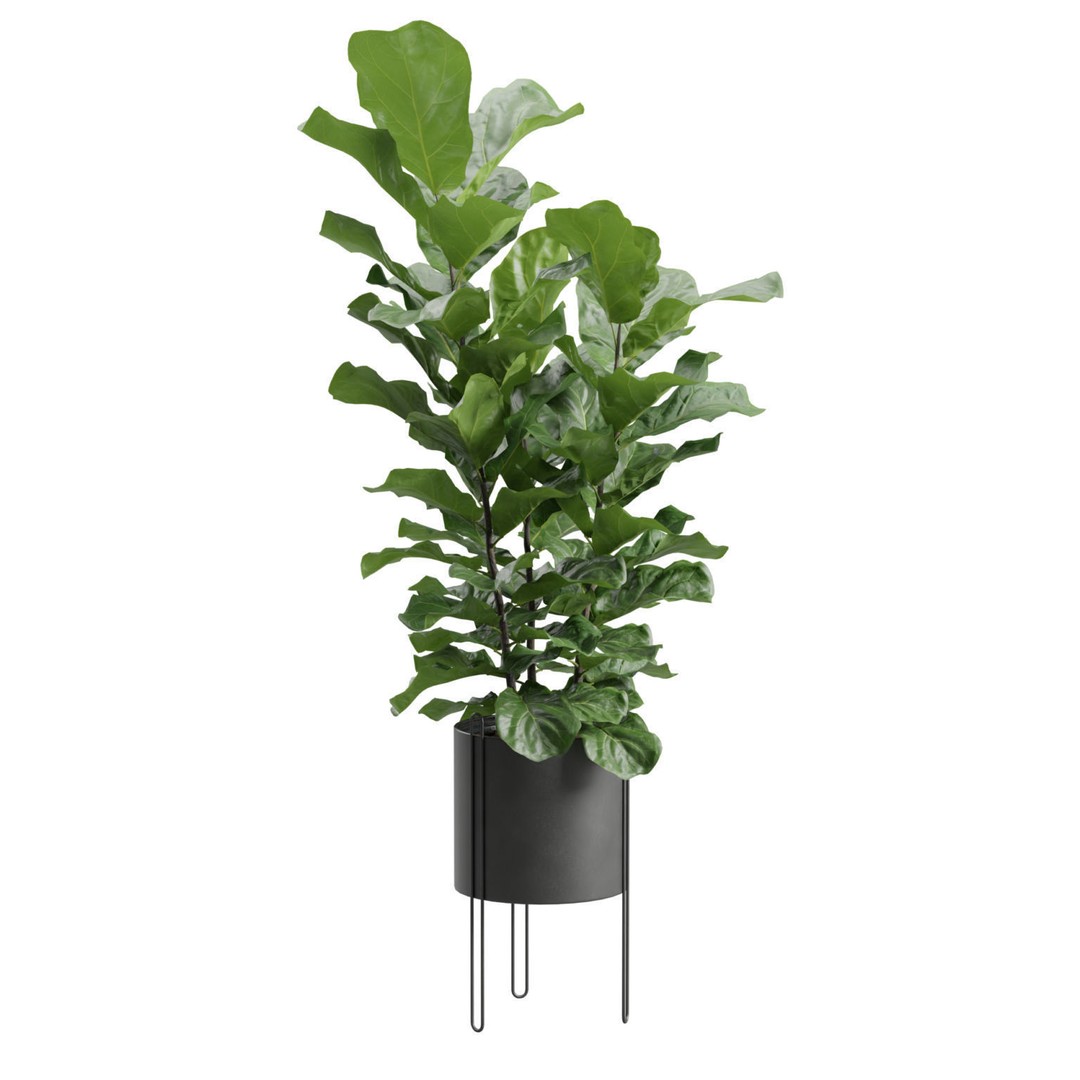 Ficus Lyrata 3D Model – Realistic Plant in Dark Metal Planter, FBX - View 8