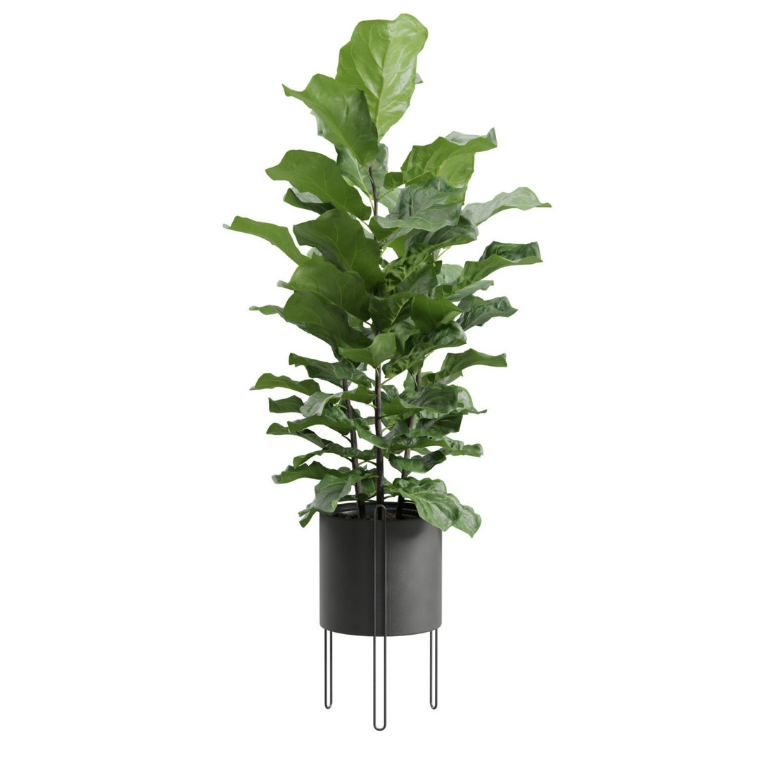 Ficus Lyrata 3D Model – Realistic Plant in Dark Metal Planter, FBX - View 9