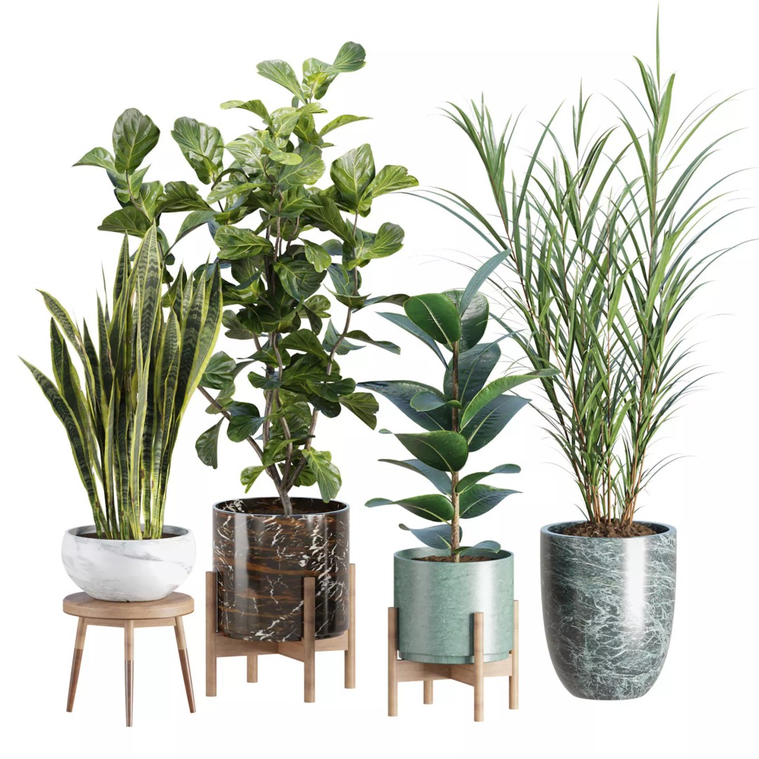 Realistic Indoor Plant Models 3D Model – High Poly Collection for Archviz - View 2