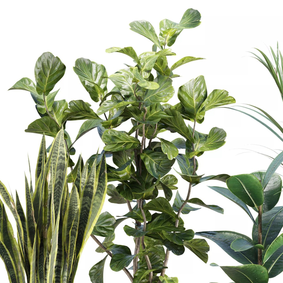 Realistic Indoor Plant Models 3D Model – High Poly Collection for Archviz - View 3
