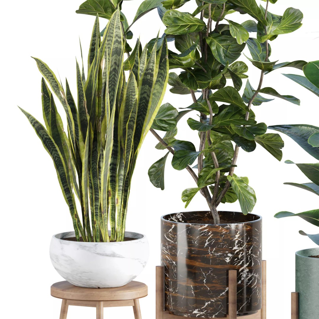 Realistic Indoor Plant Models 3D Model – High Poly Collection for Archviz - View 4