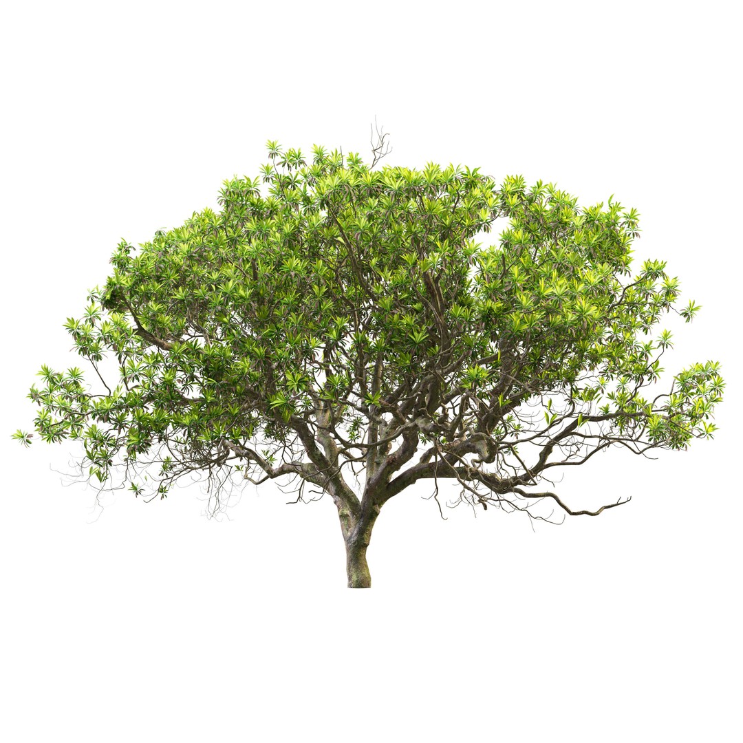 Loquat Tree 3D Model – High Poly Tropical Plant, FBX & OBJ - View 3