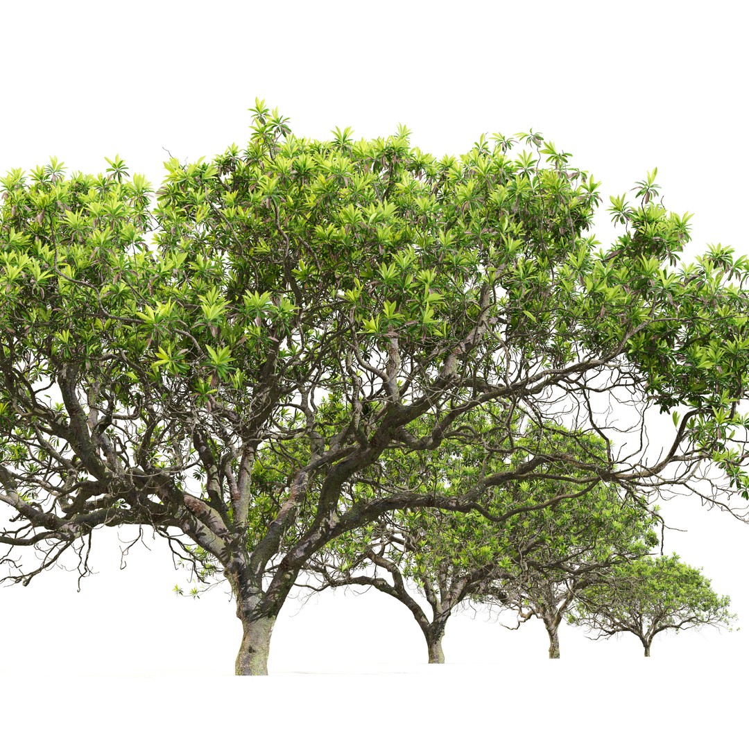 Loquat Tree 3D Model – High Poly Tropical Plant, FBX & OBJ - View 4