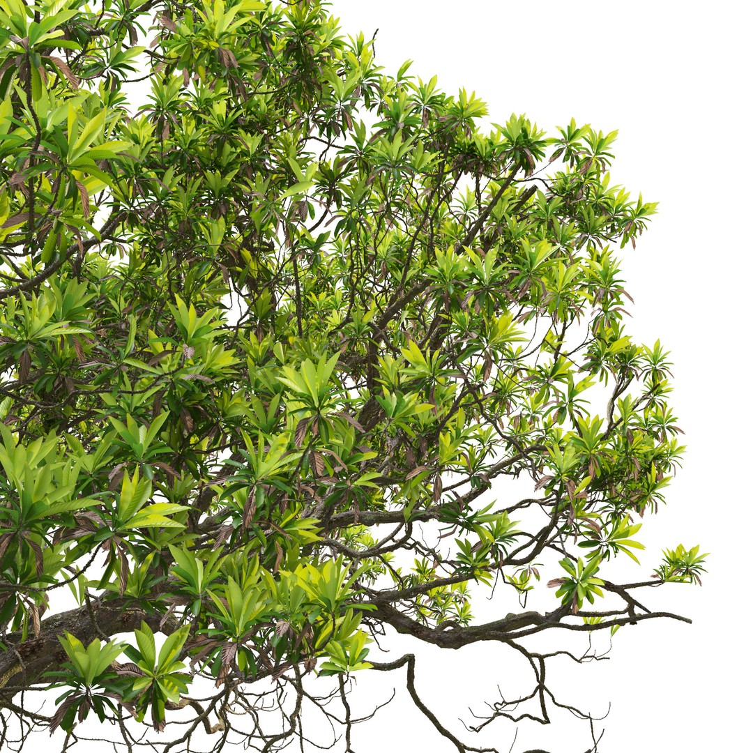 Loquat Tree 3D Model – High Poly Tropical Plant, FBX & OBJ - View 5
