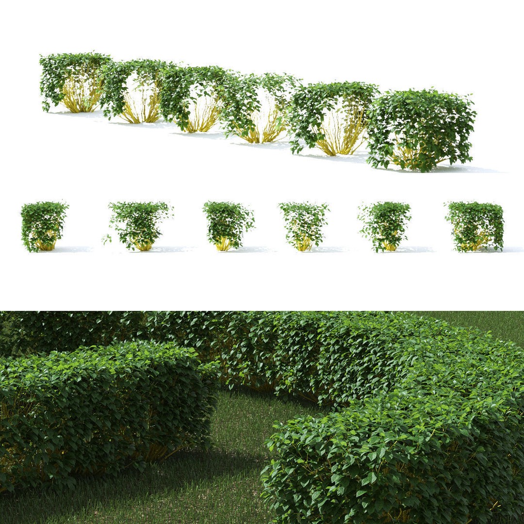 Cornus Sericea Flaviramea Hedge 3D Model – High Poly PBR Asset, FBX & OBJ