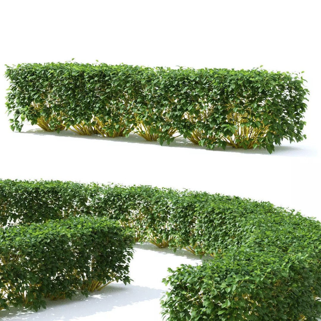Cornus Sericea Flaviramea Hedge 3D Model – High Poly PBR Asset, FBX & OBJ - View 2