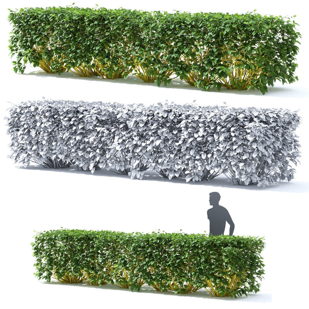 Cornus Sericea Flaviramea Hedge 3D Model – High Poly PBR Asset, FBX & OBJ - View 3