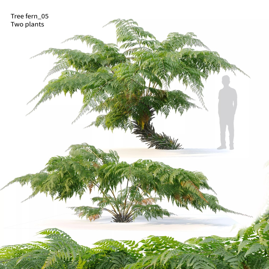 Tree Fern 3D Model – High Poly Tropical Bush, FBX, PBR - View 2