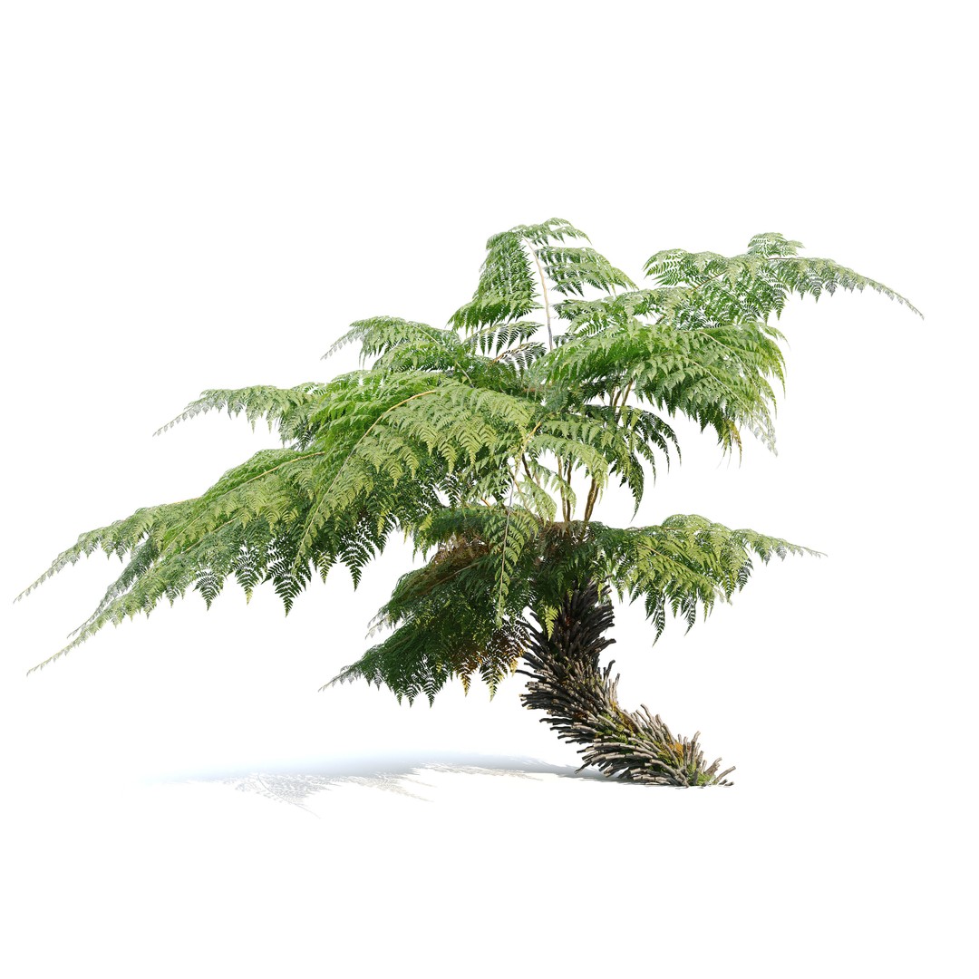 Tree Fern 3D Model – High Poly Tropical Bush, FBX, PBR - View 3