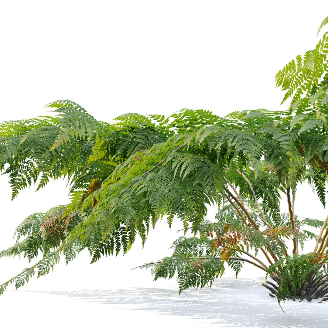 Tree Fern 3D Model – High Poly Tropical Bush, FBX, PBR - View 4