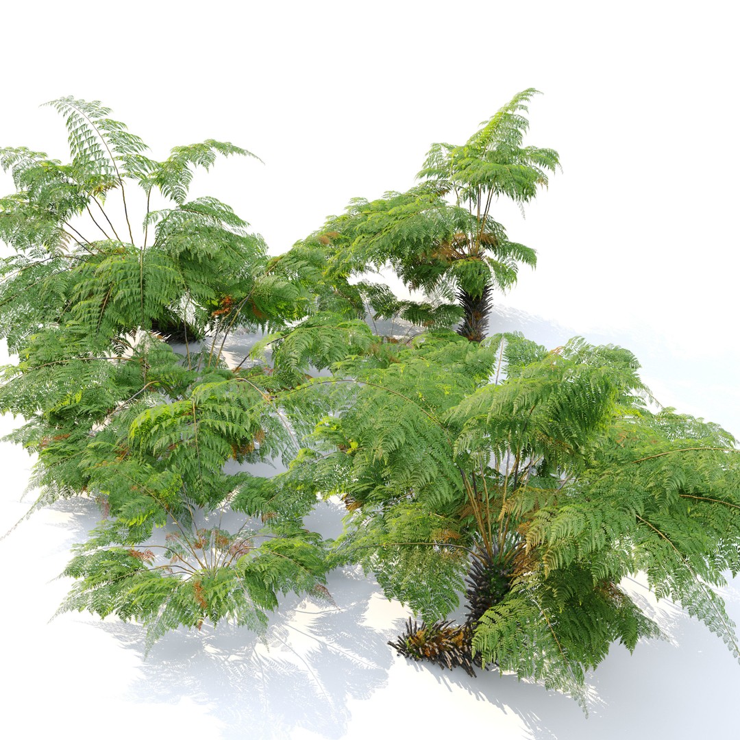 Tree Fern 3D Model – High Poly Tropical Bush, FBX, PBR - View 5