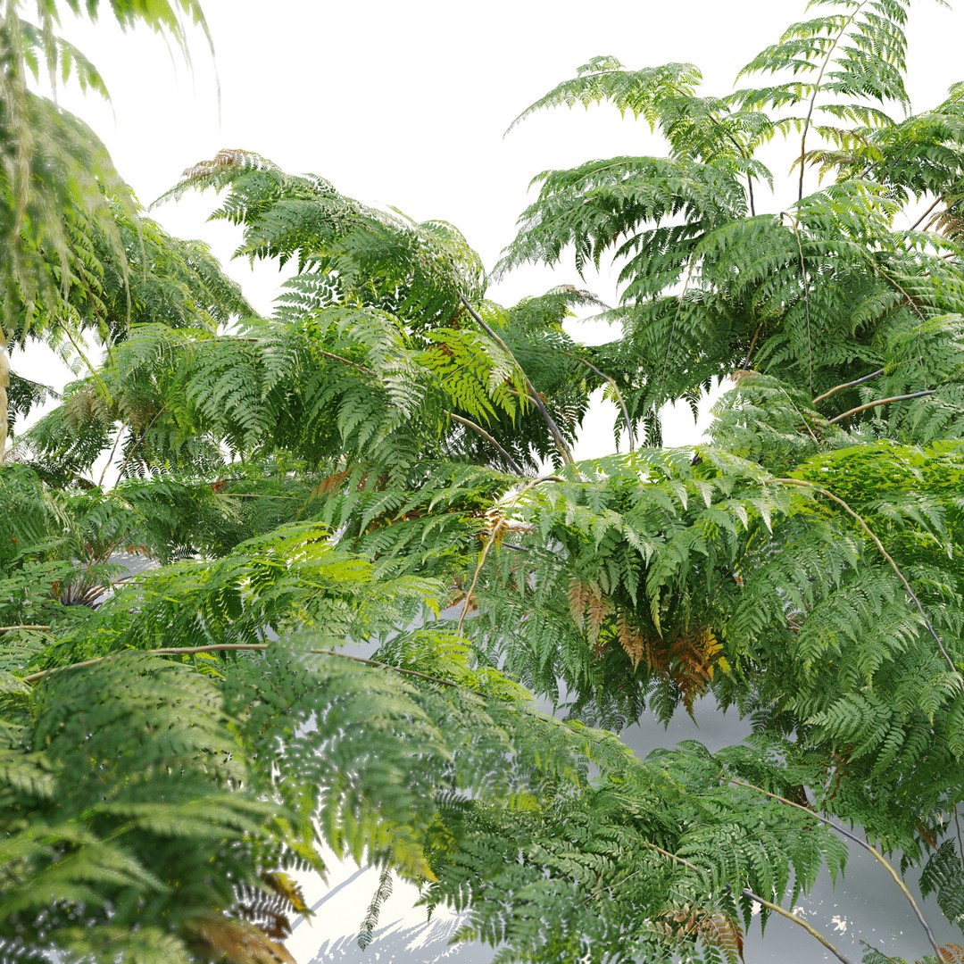 Tree Fern 3D Model – High Poly Tropical Bush, FBX, PBR - View 6