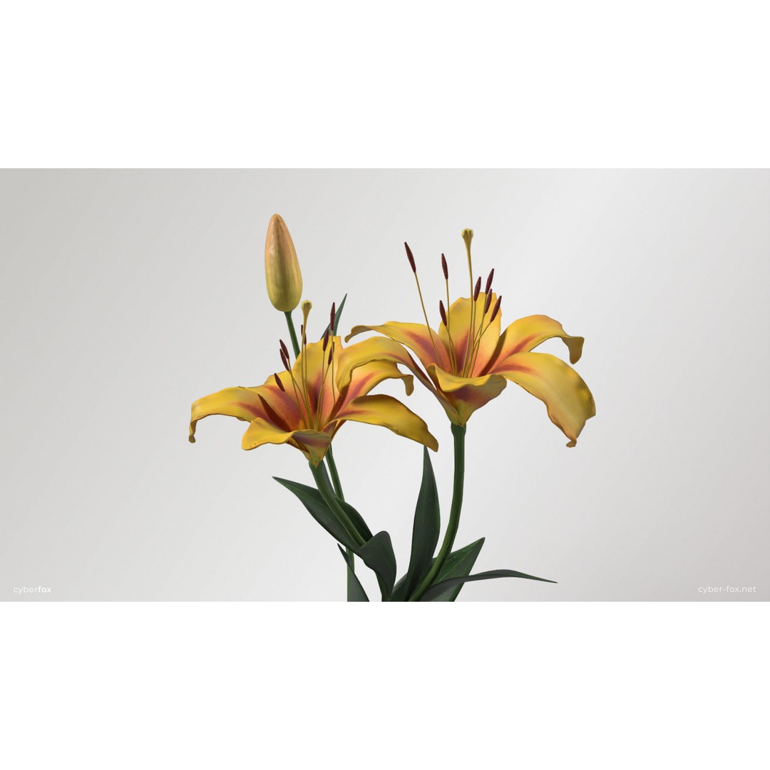 Yellow Lilies 3D Model – Low Poly Game Asset, FBX, OBJ, PBR Textures - View 5