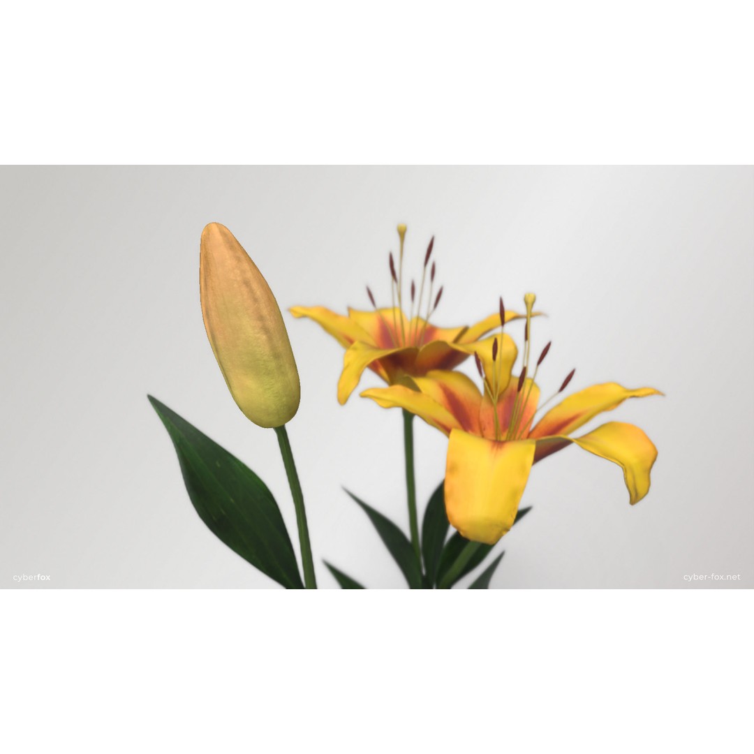 Yellow Lilies 3D Model – Low Poly Game Asset, FBX, OBJ, PBR Textures - View 6