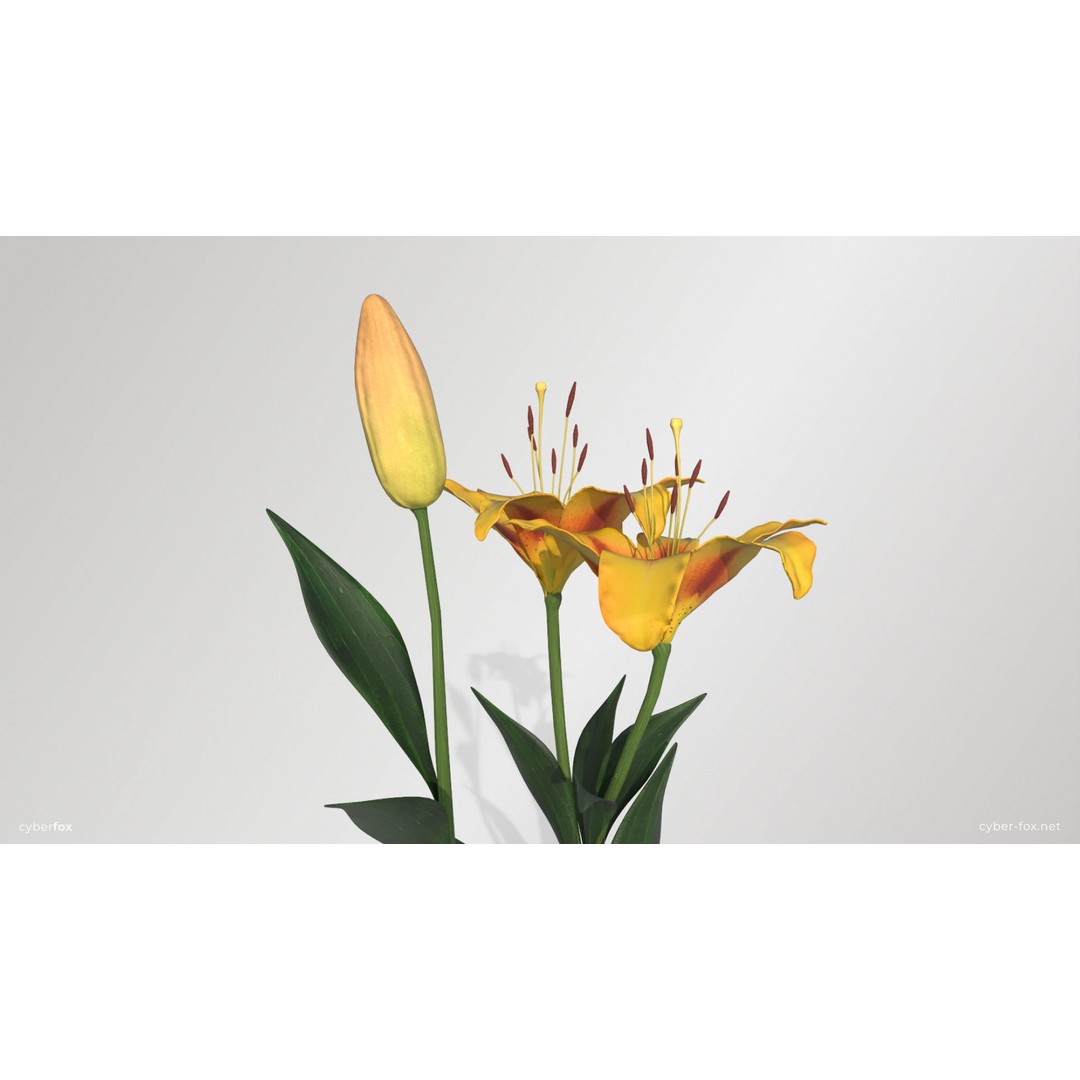 Yellow Lilies 3D Model – Low Poly Game Asset, FBX, OBJ, PBR Textures - View 7