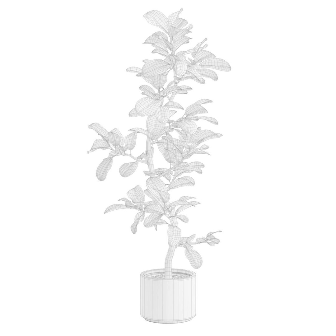 Ficus Audrey 3D Model – Potted Plant, PBR Textures, FBX, OBJ